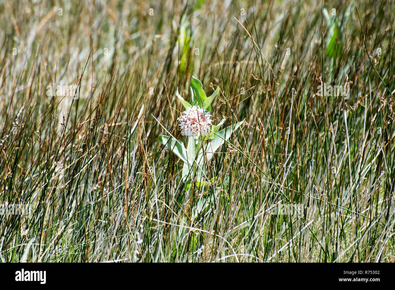 An isolated milkweed flower in a field of swampy grass in Utah. Stock Photo