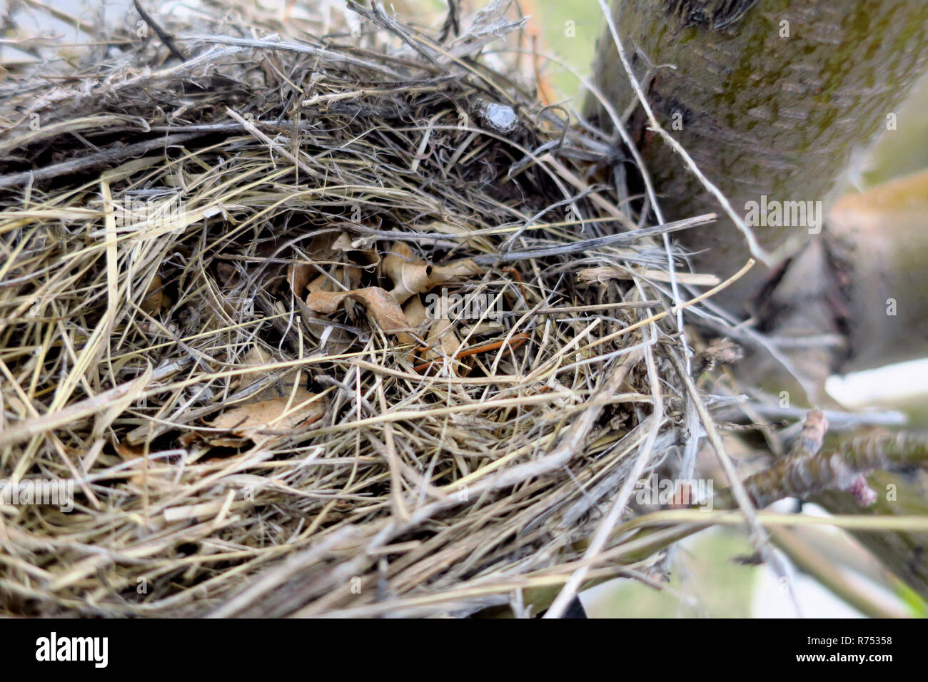 Closeup of an empty birds nest in a tree branch Stock Photo Alamy
