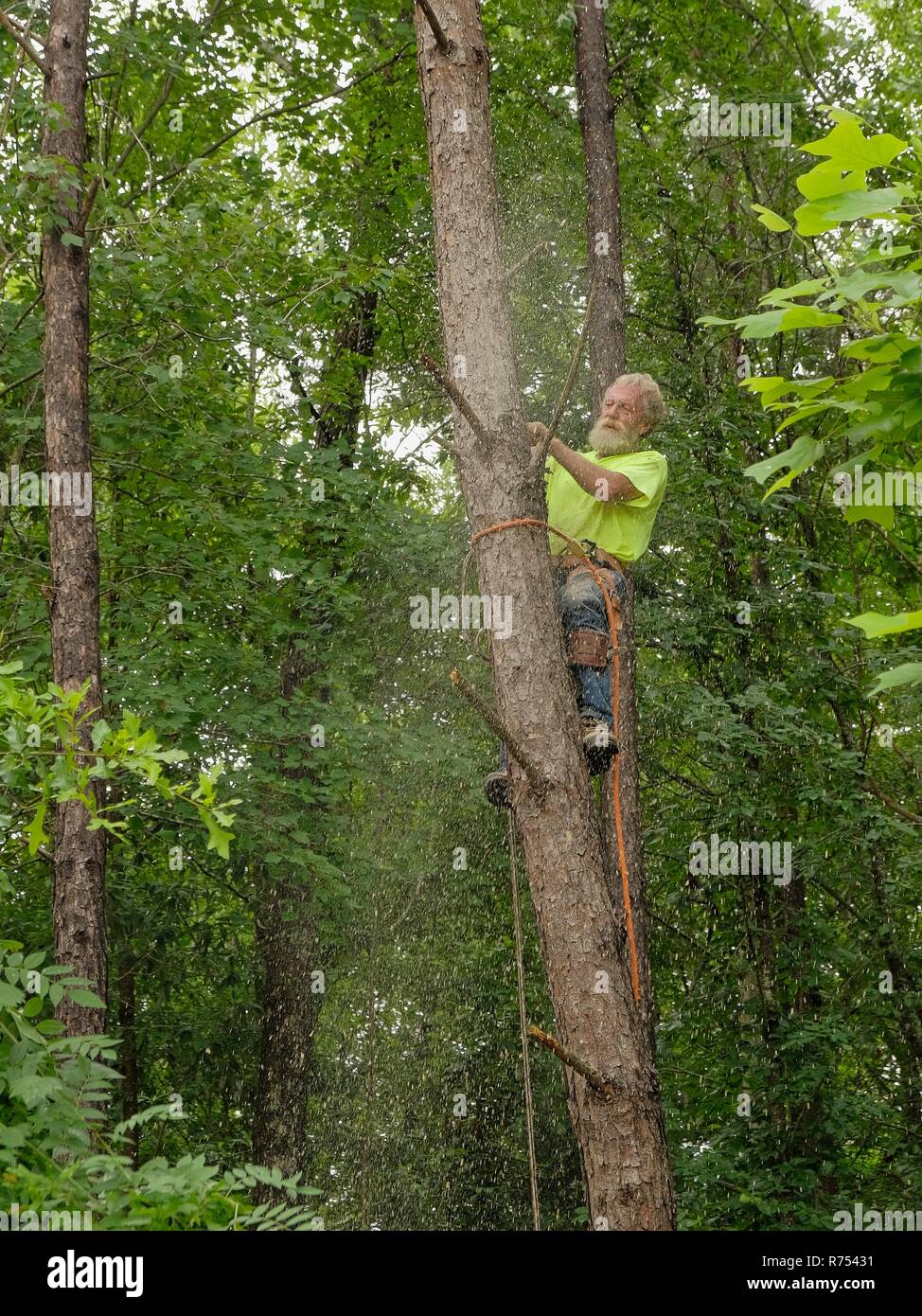 Tree trimmer climber tied to a pine tree finishes cutting down the top of the dead tree in Montgomery Alabama, USA. Stock Photo