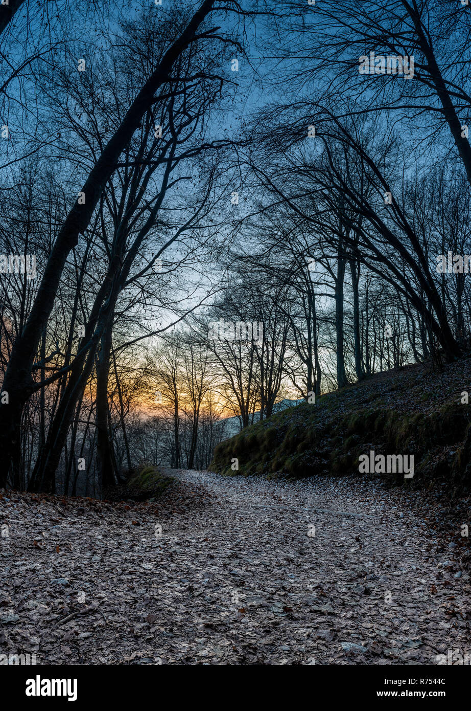 mountain path in the woods at sunset Stock Photo