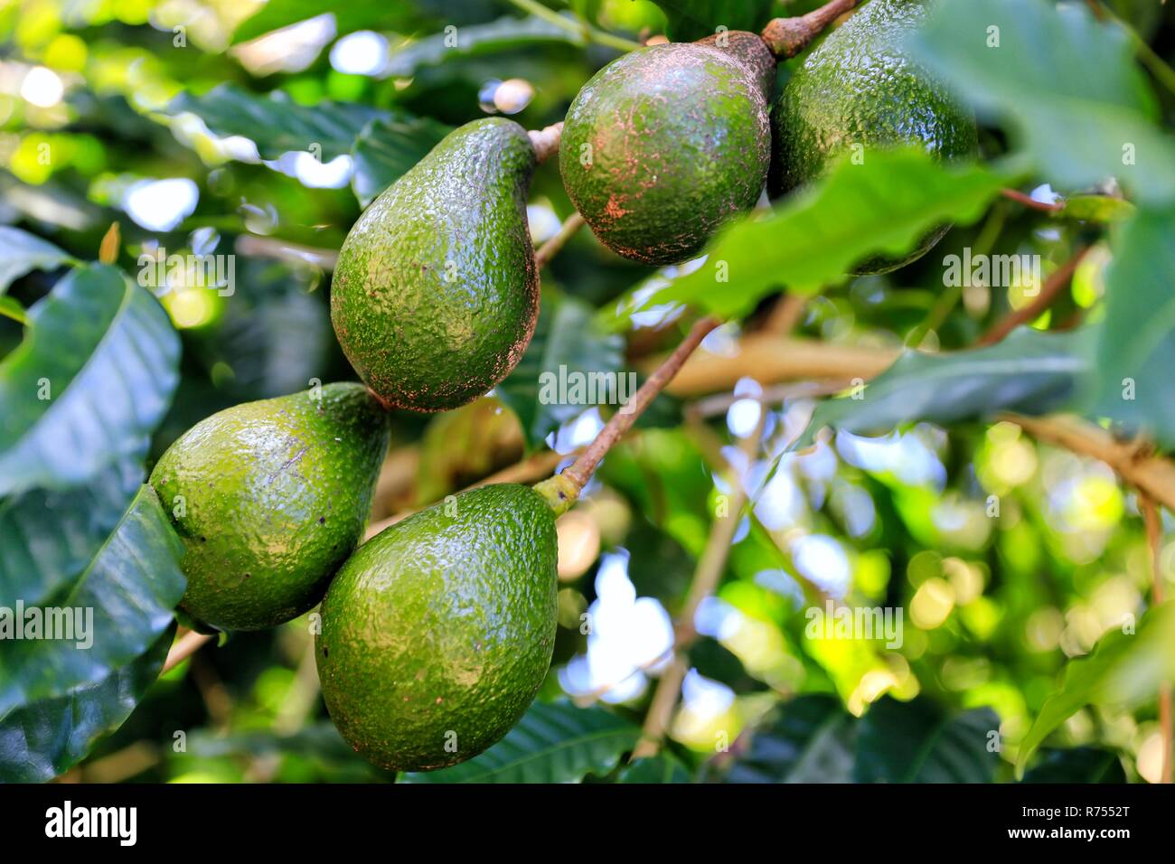 Fruit Trees - Home Gardening Apple, Cherry, Pear, Plum: Avocado Tree