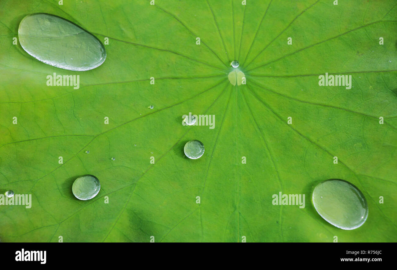 Water drop on lotus leaf Stock Photo - Alamy