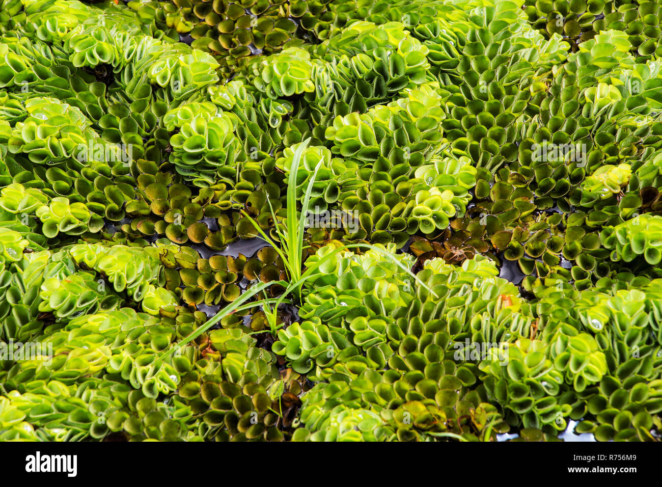 Salvinia Cucullata Hi res Stock Photography And Images Alamy