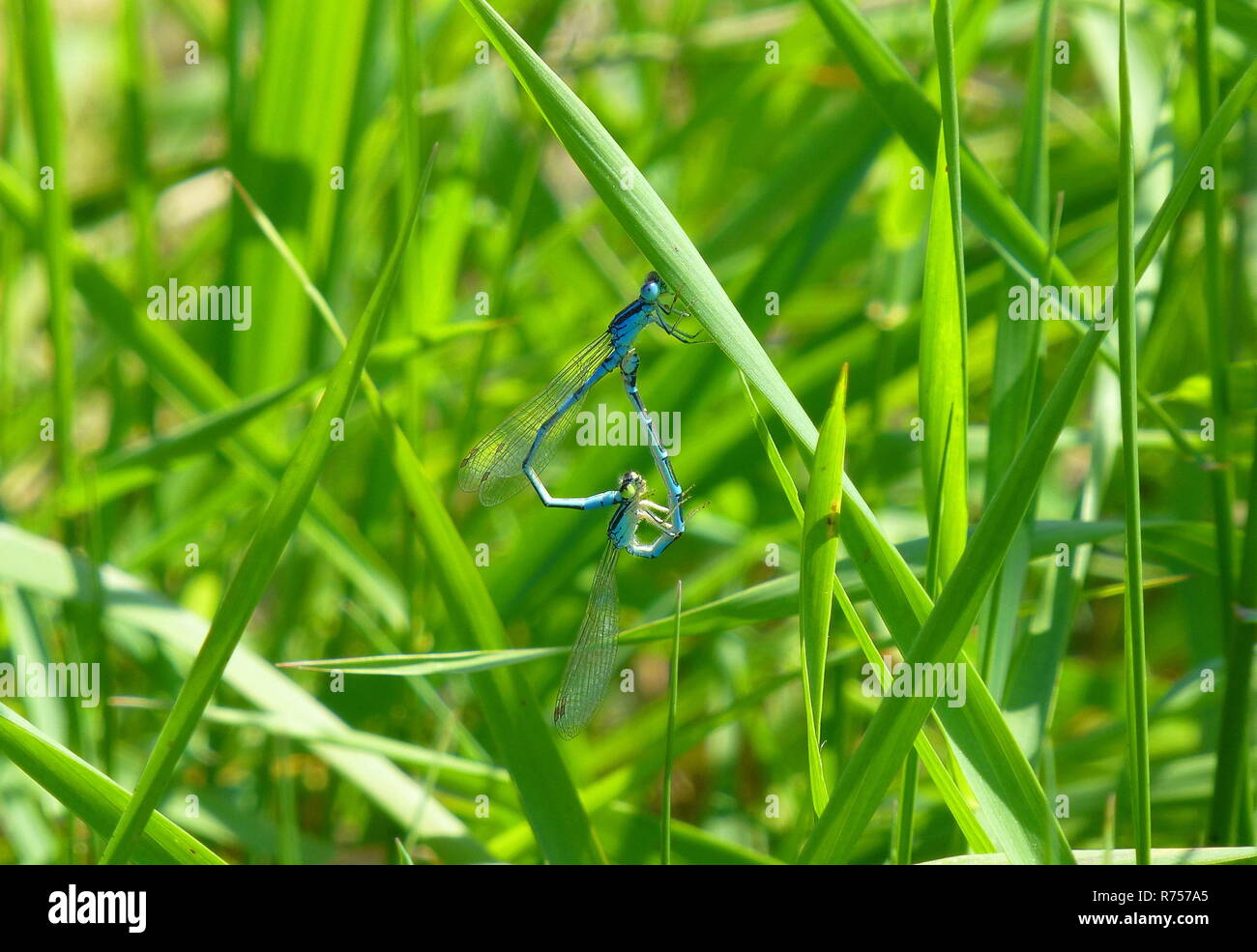 Two damselflies mating on grass Stock Photo - Alamy