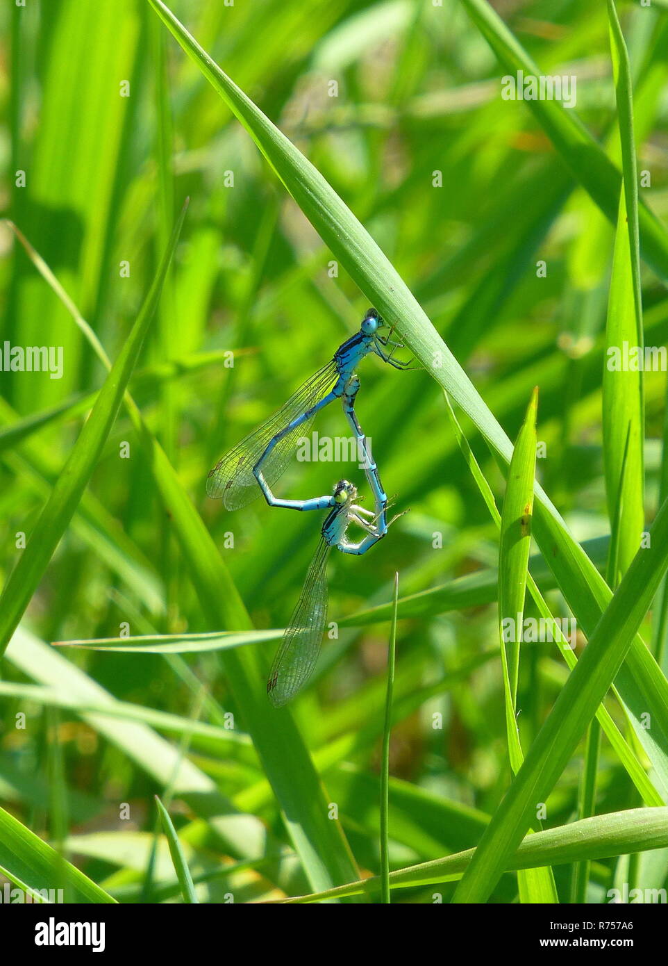 Two beautiful damselflies mating on grass Stock Photo - Alamy