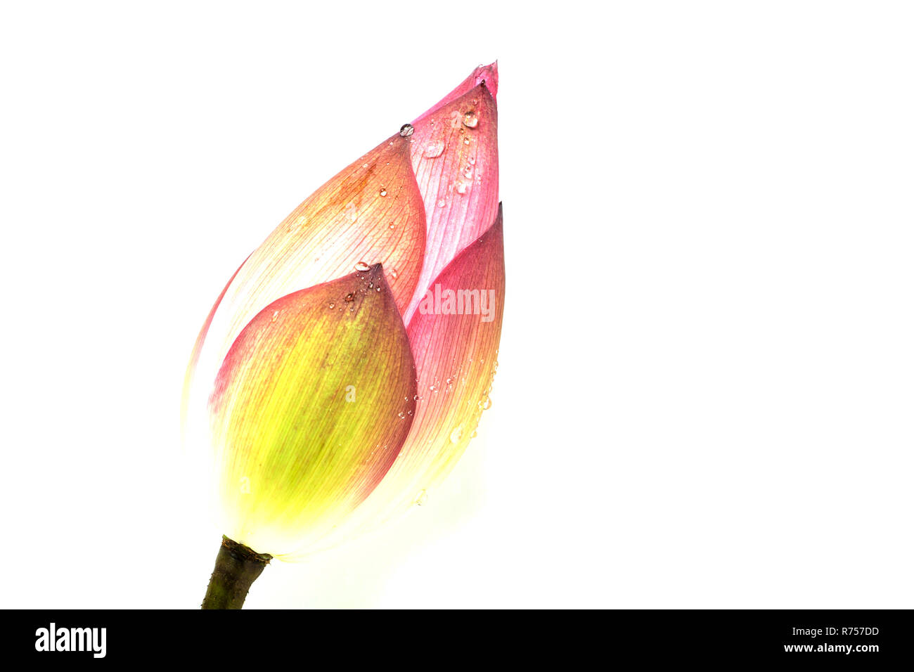 Lotus flowers isolated on white background Stock Photo - Alamy