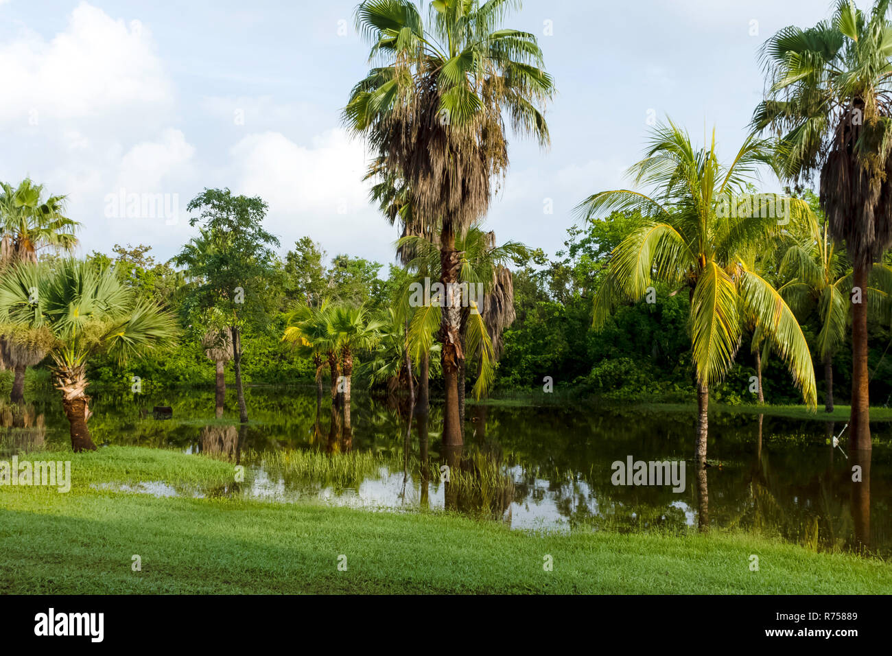 Cuban swamp - Peninsula de Zapata National Park / Zapata Swamp, Cuba Stock Photo