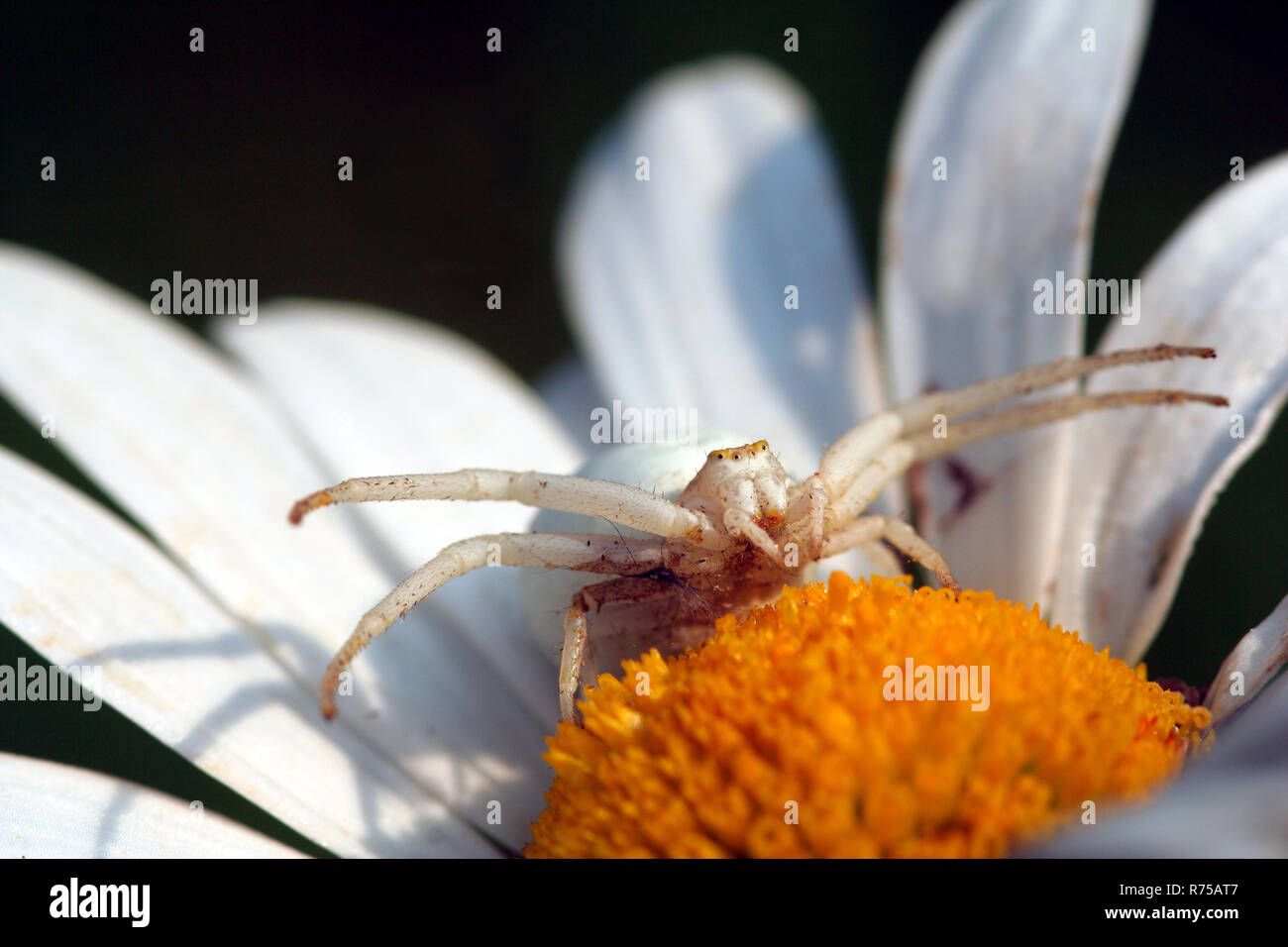 misumena vatia,mutable crab spider Stock Photo