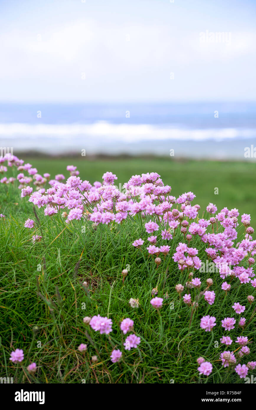 wild flowers on the cliff walk Stock Photo Alamy