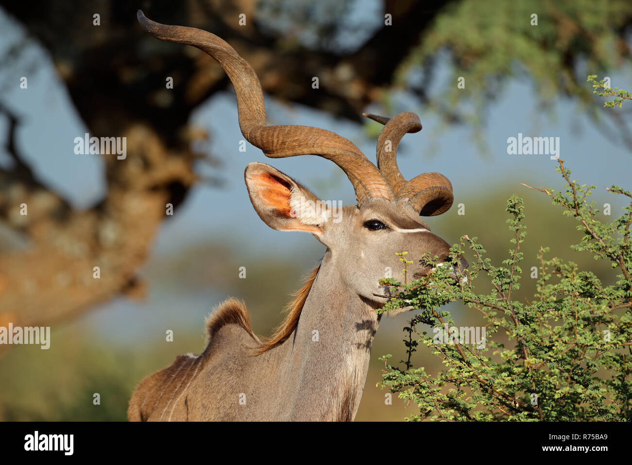 Feeding kudu antelope Stock Photo