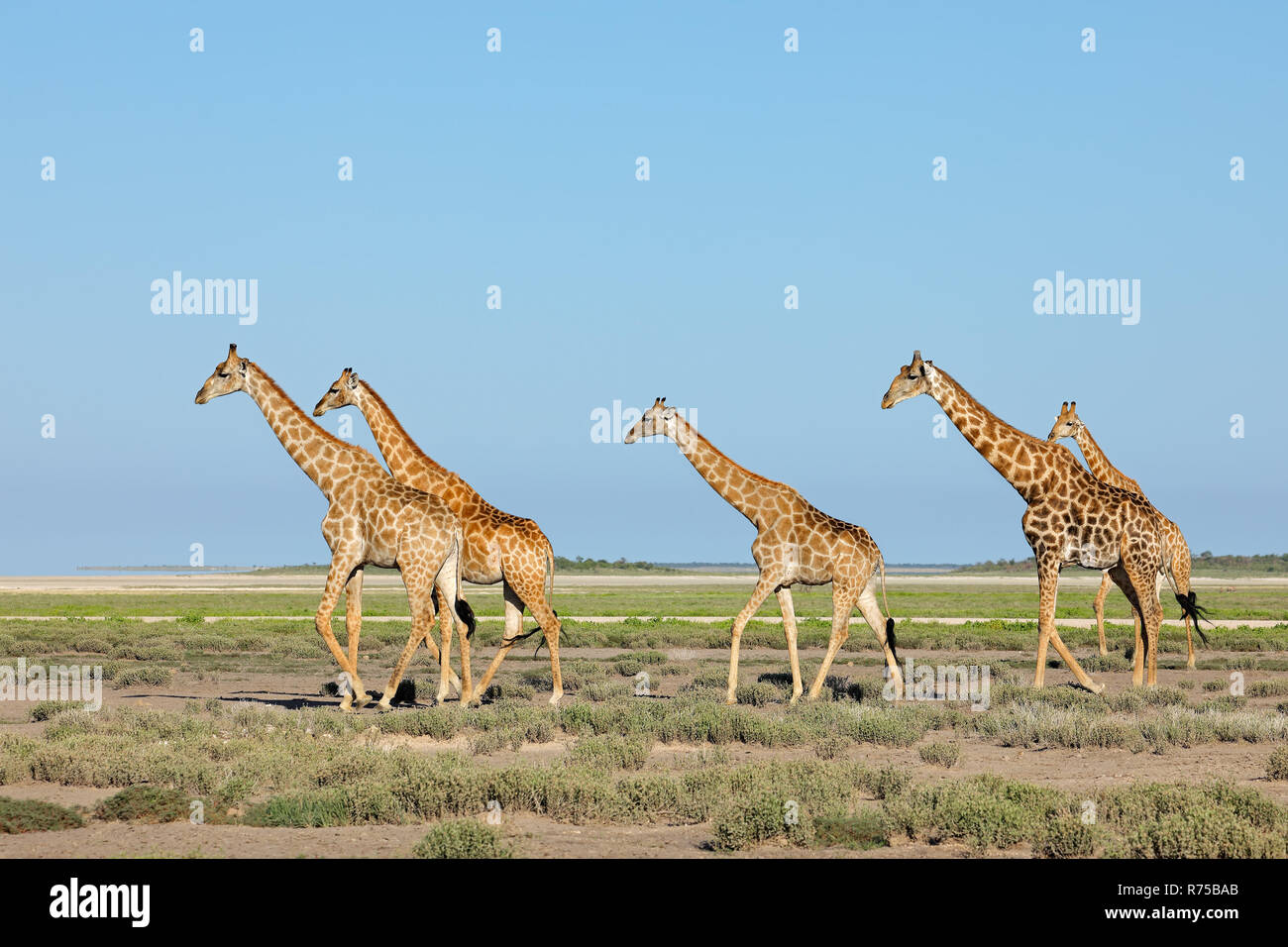 Giraffes walking over Etosha plains Stock Photo