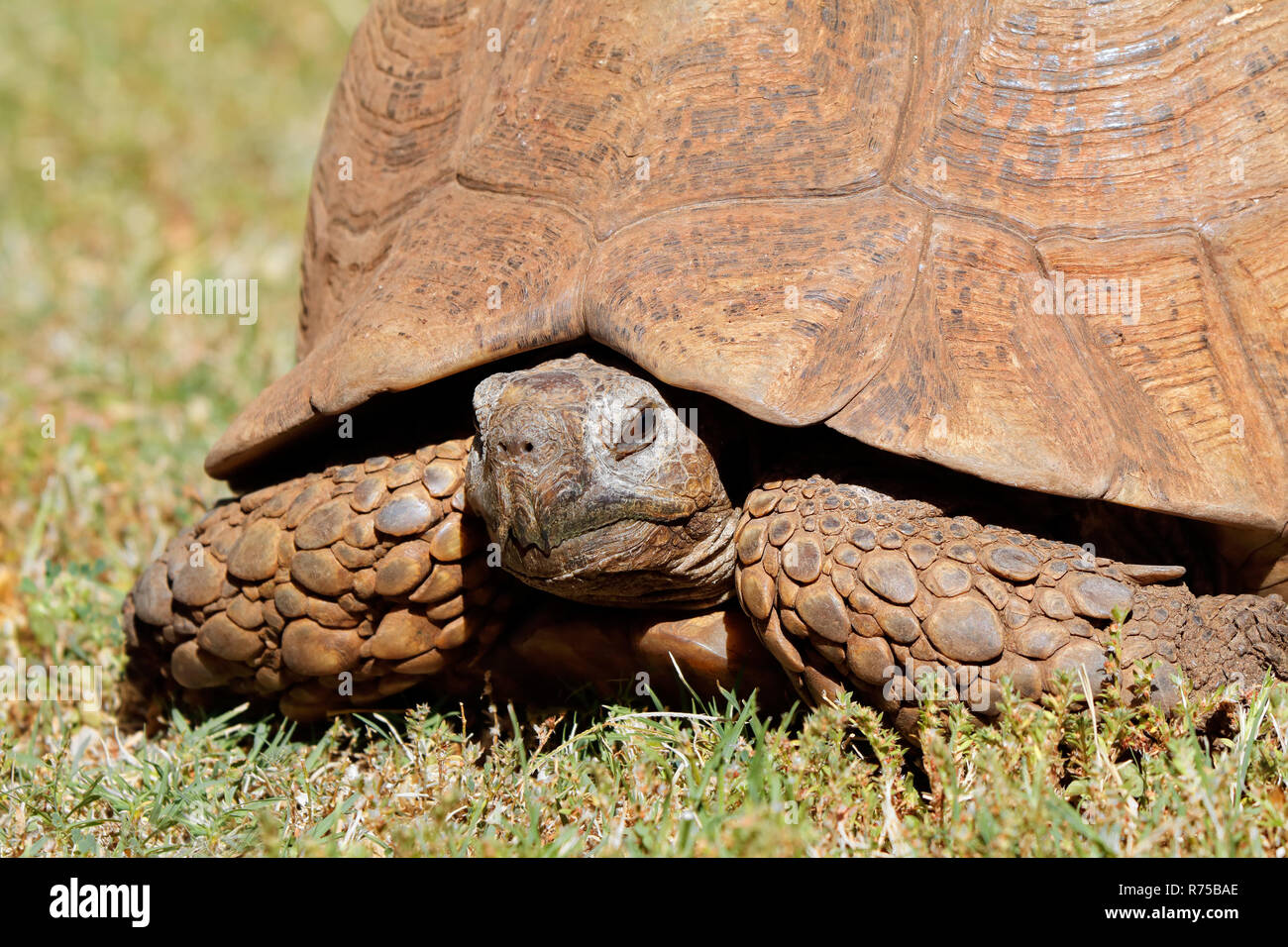 Leopard tortoise peeking from its shell Stock Photo
