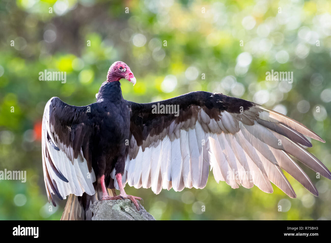 The Turkey Vulture (cathartes Aura Stock Photo - Alamy