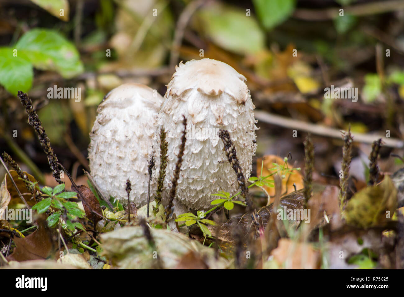 Shaggy Ink Cap (Coprinus Comatus) mushroom Stock Photo