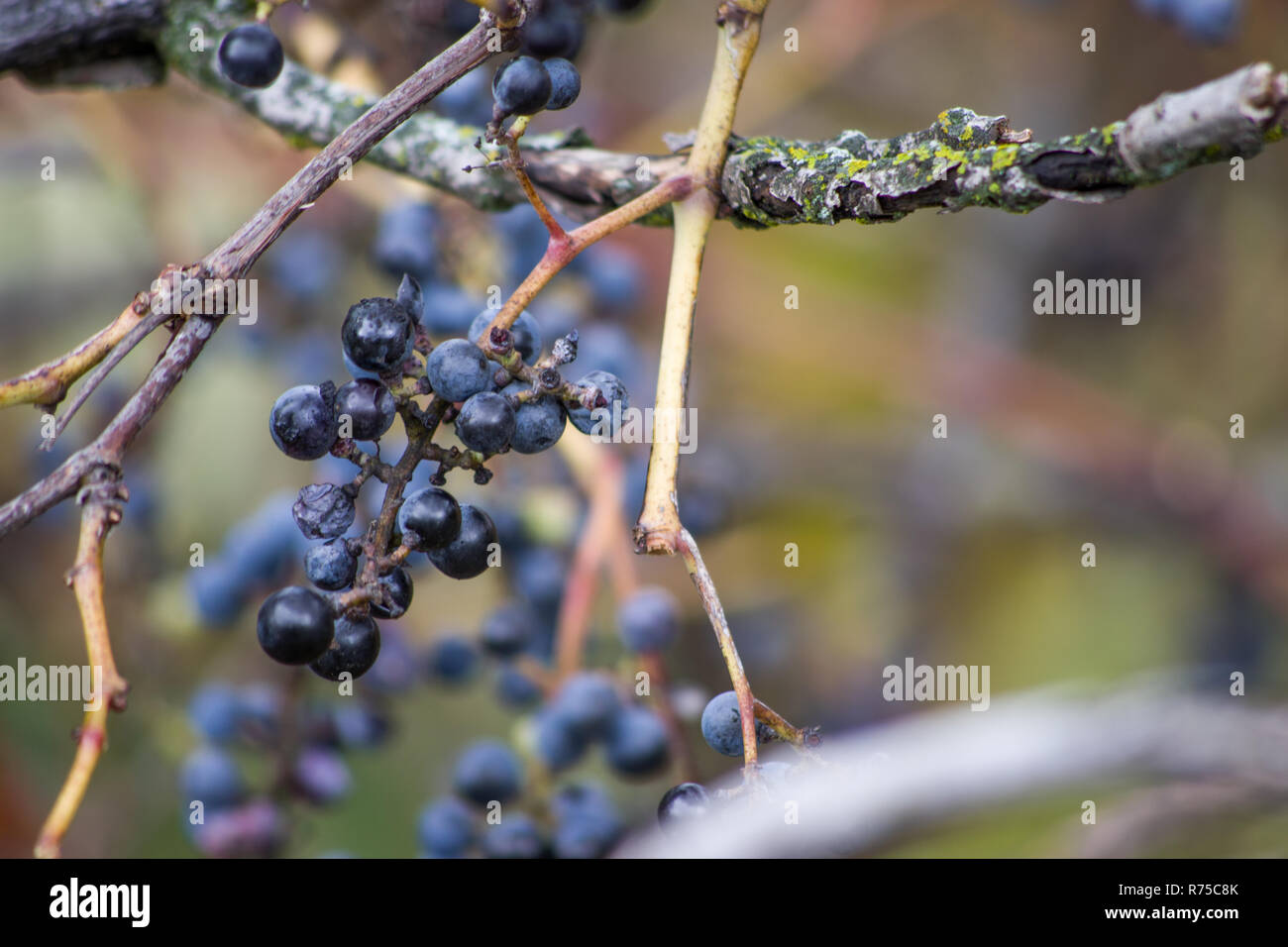 Riverbank Grape (Vitis Riparia), close up Stock Photo