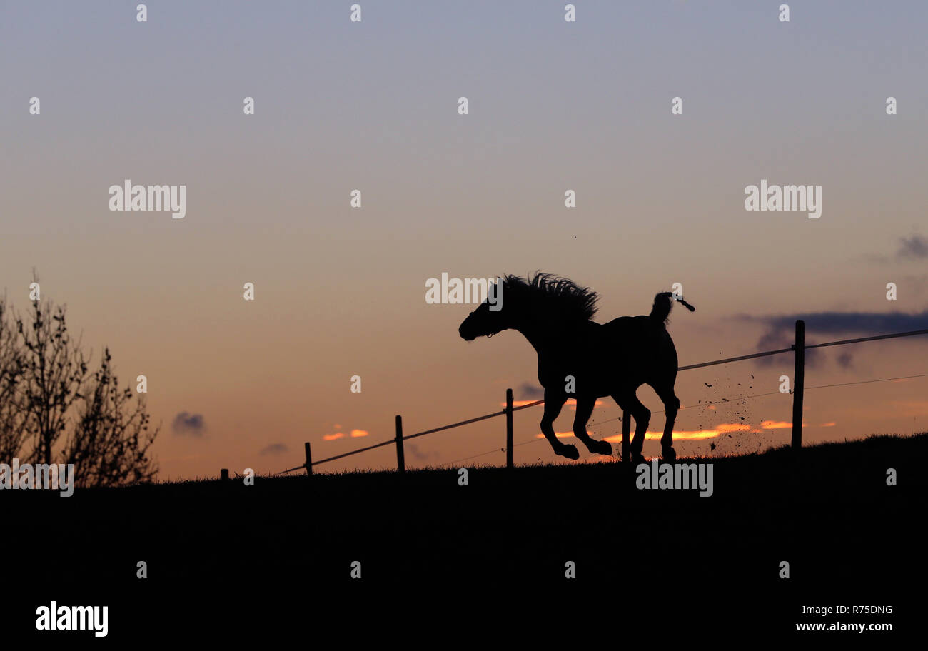 Betzigau, Germany. 07th Dec, 2018. A horse gallops in the sunset on a paddock. Credit: Karl-Josef Hildenbrand/dpa/Alamy Live News Stock Photo