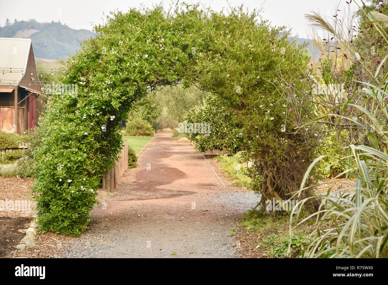 Lush, green leafy vine garden archway on path at Tasting Room of biodynamic Truett Hurst Winery, Sonoma County, Healdsburg, California, USA Stock Photo