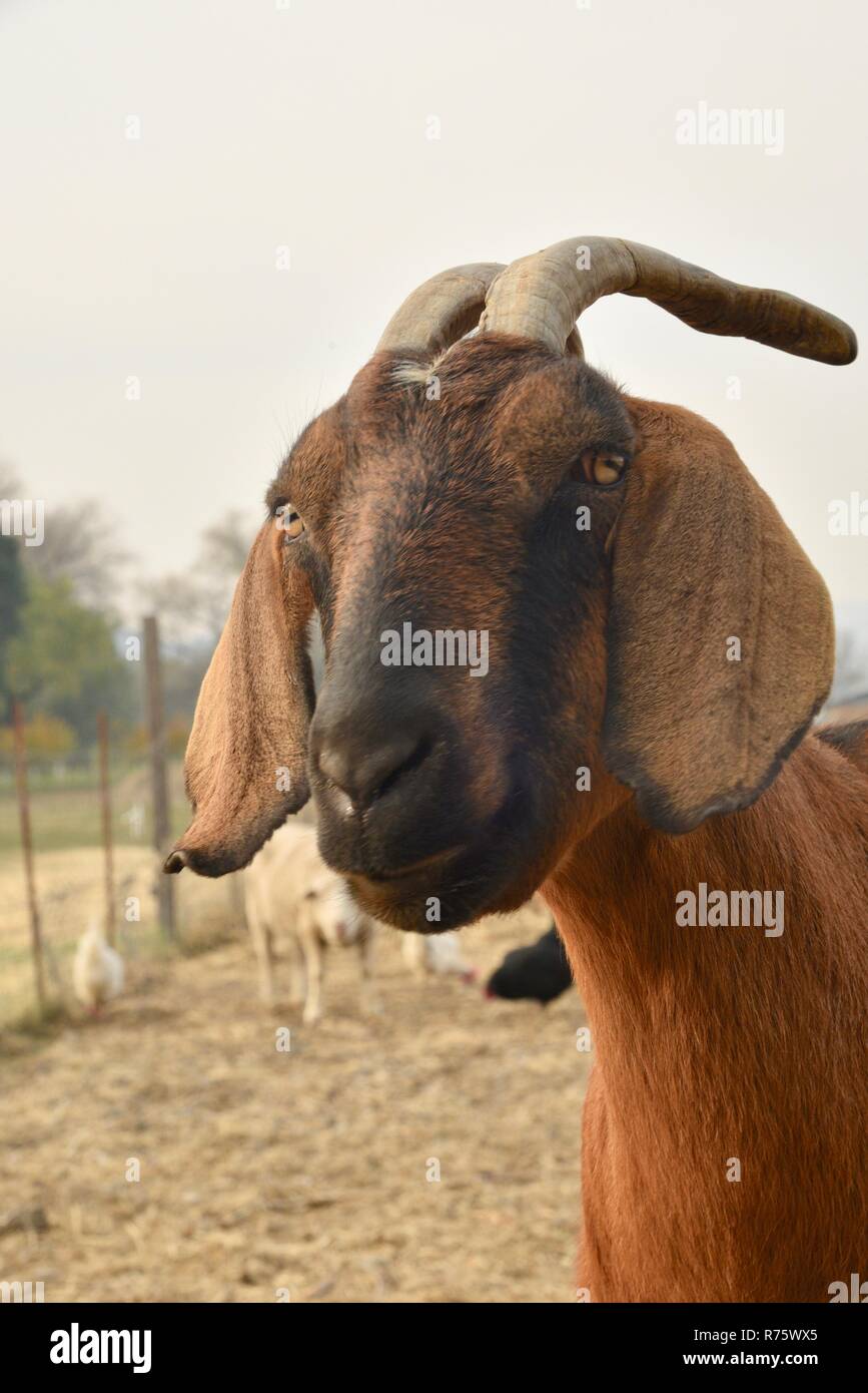 Head and face of brown nubian goat with horns, sheep and chickens at biodynamic Truett Hurst Winery, Sonoma County, Healdsburg, California, USA Stock Photo
