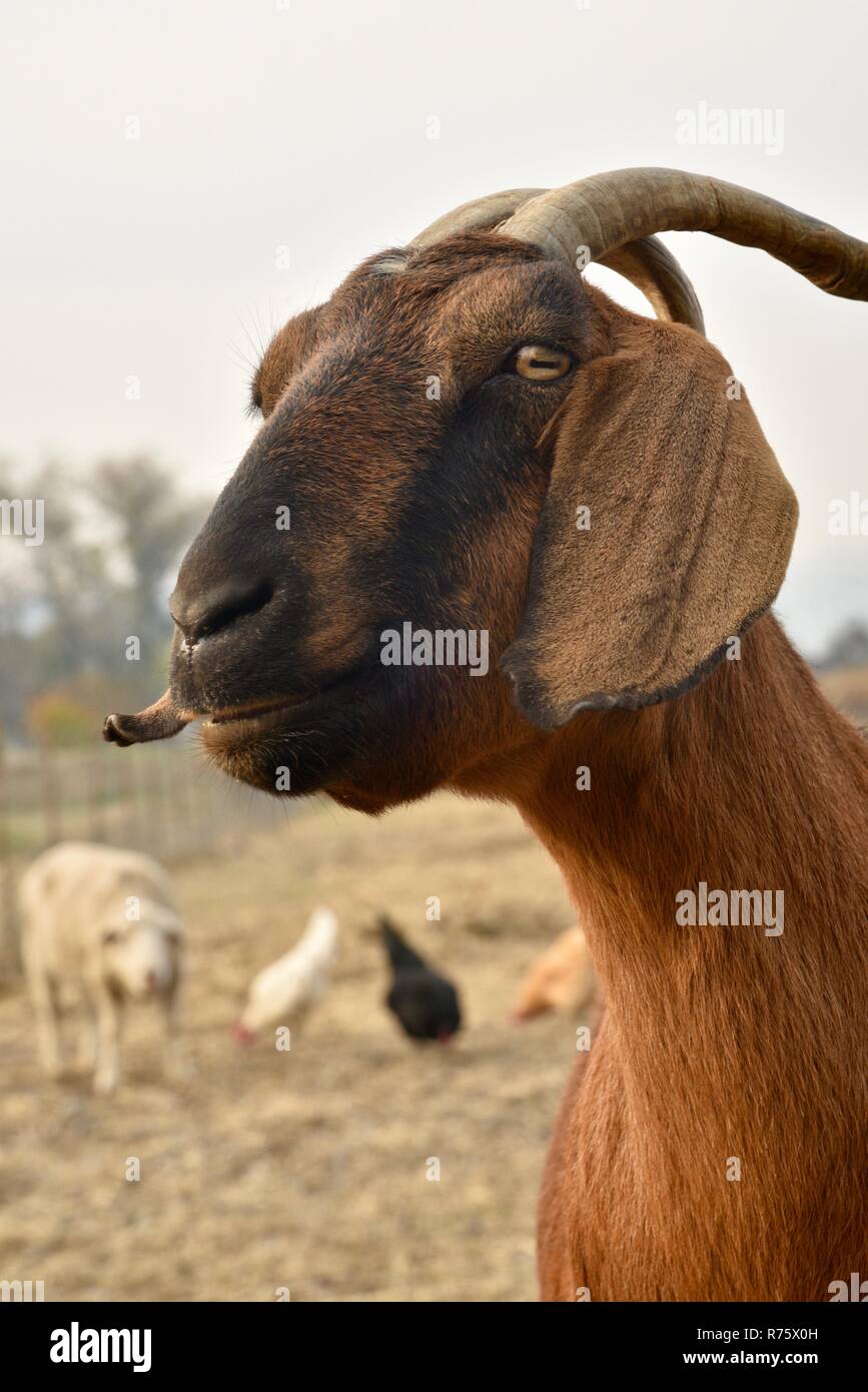 Nubian Goat Stock Photos & Nubian Goat Stock Images Alamy