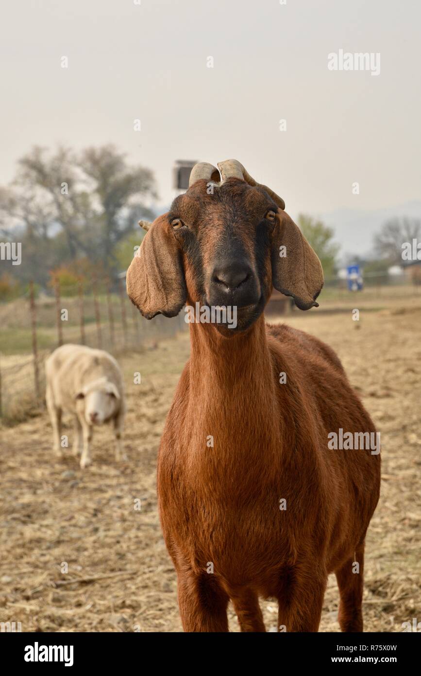 Head and face of brown nubian goat with horns, sheep and chickens at biodynamic Truett Hurst Winery, Sonoma County, Healdsburg, California, USA Stock Photo