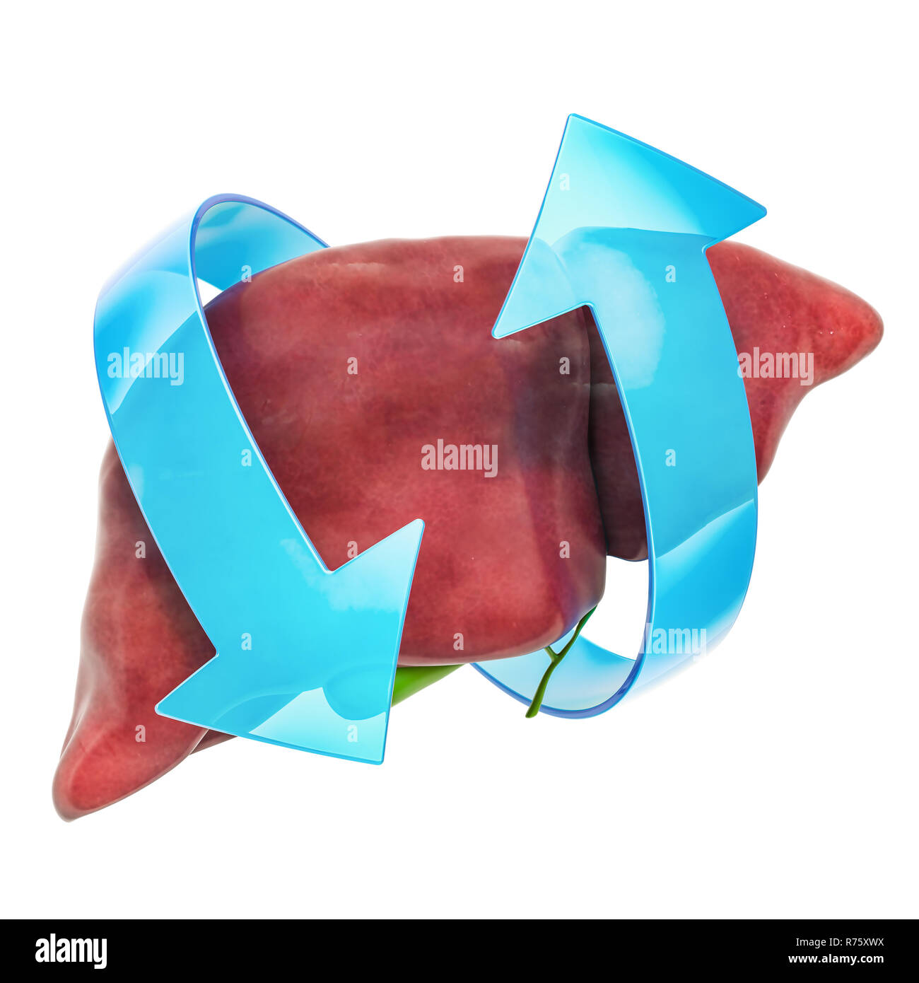 Human liver with arrows. Treatment and recovery concept.3D rendering isolated on white background Stock Photo
