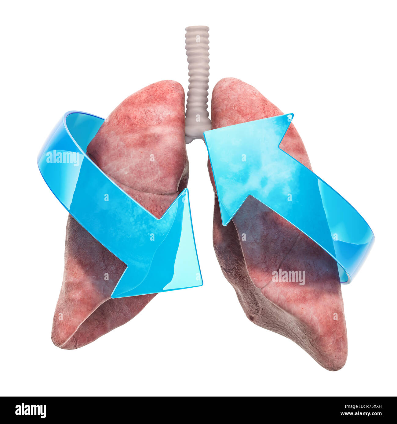 Human lungs with arrows. Treatment and recovery concept. 3D rendering isolated on white background Stock Photo