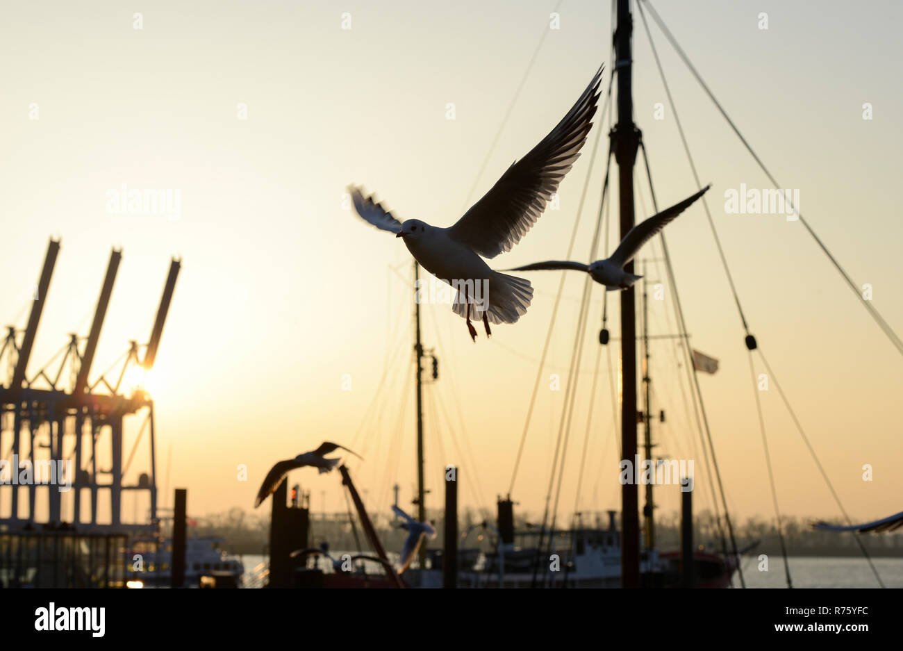 GERMANY, Oevelgoenne, river Elbe, port, flying seagull Stock Photo