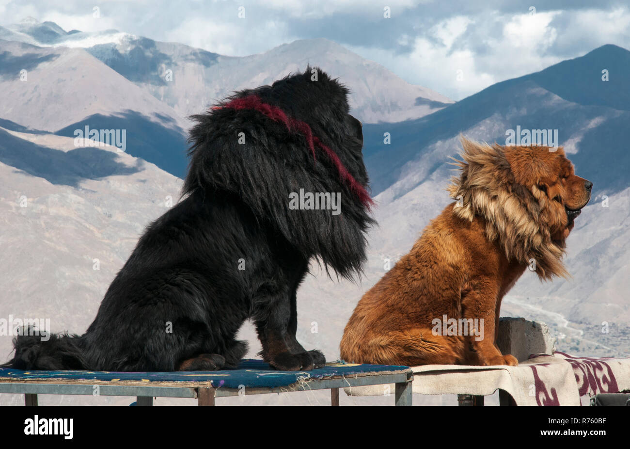 Formidable native mastiffs, Tibetan dogs almost the size of lions greet tourists arriving at a roadside lookout, Tibet, China Stock Photo
