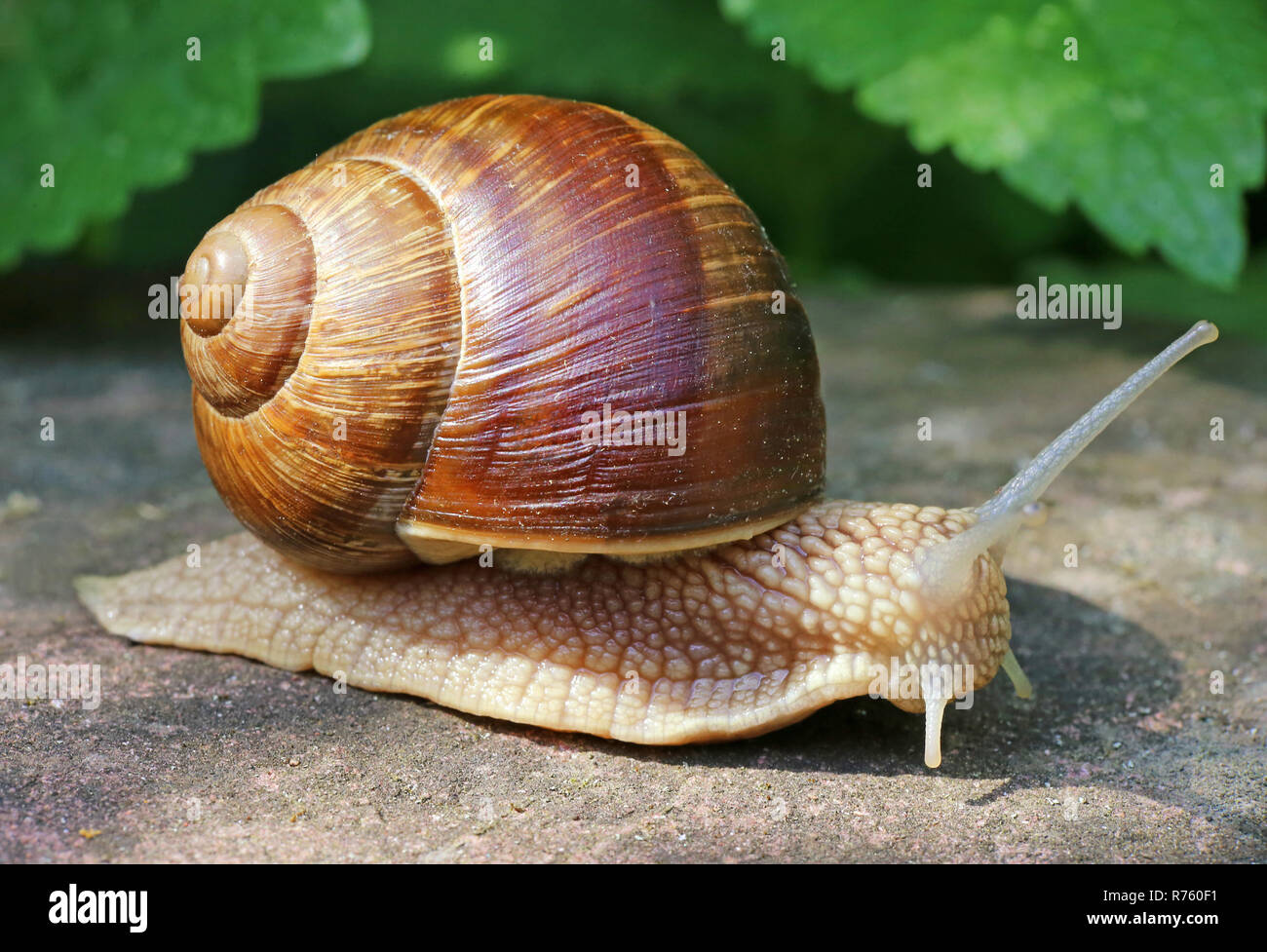 snail helix pomatia as close-up Stock Photo