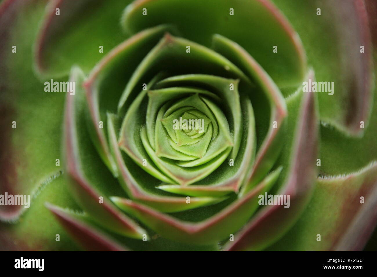 Aeonium arboreum rosette center close-up Stock Photo