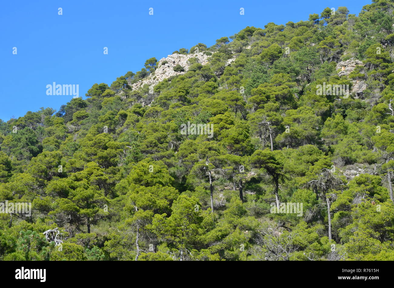 Aleppo Pine Pinus Halepensis Forests In Sierra Espuña Massif, Murcia 