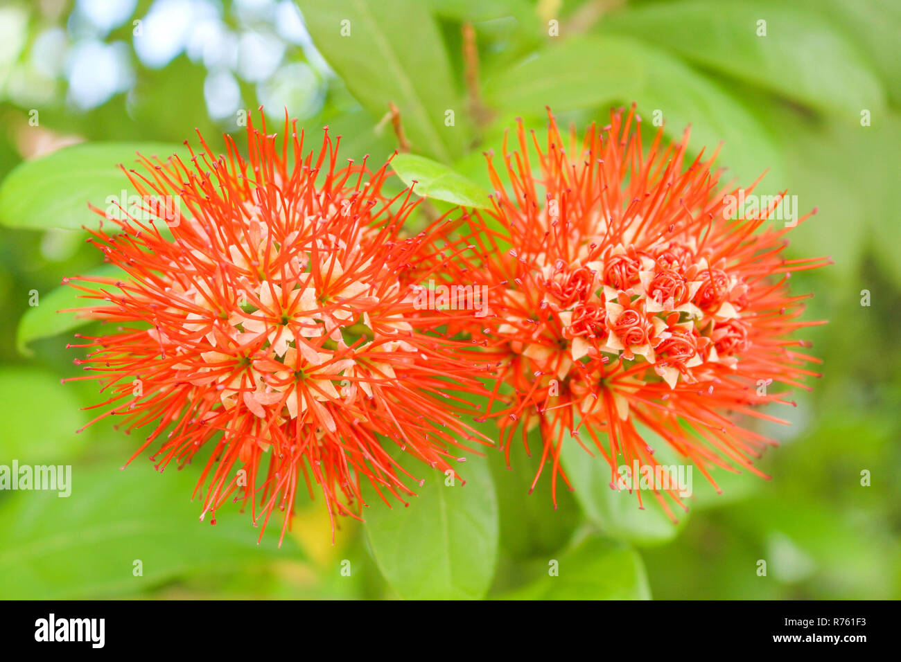 Orange jasmine bush Stock Photo Alamy
