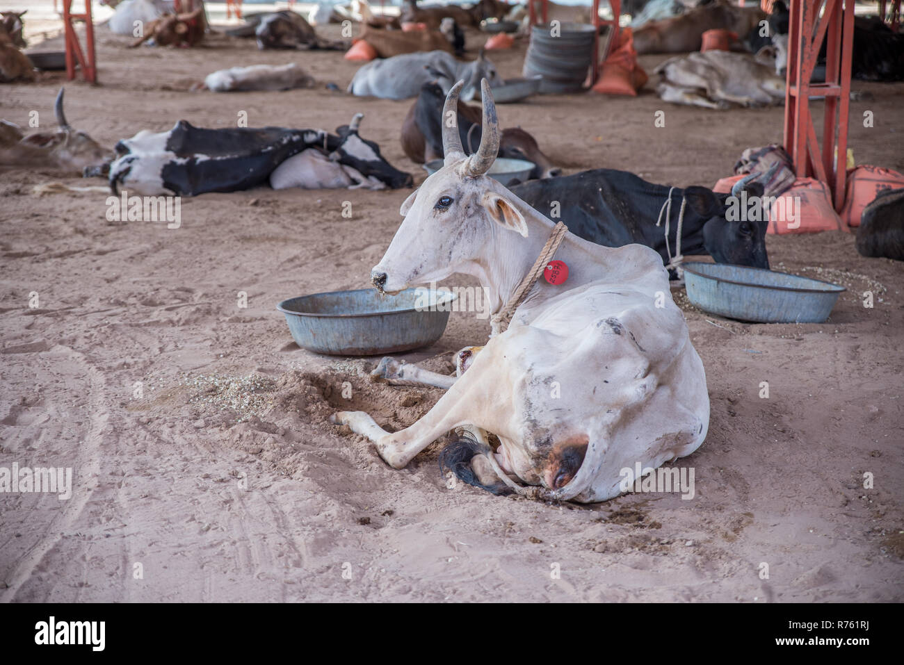 Cows at Sri Krishna Gopal Gauseva Samity, Nagaur, Rajasthan, India Stock Photo