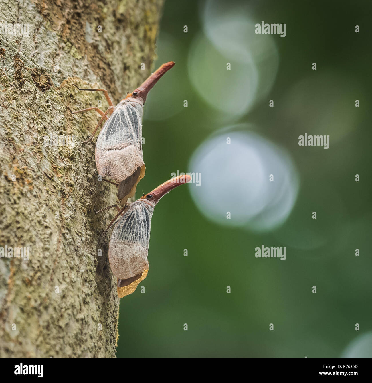 Endemic to borneo hi-res stock photography and images - Alamy