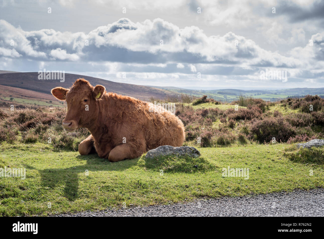 Cow on roadside, Dartmoor National Park Stock Photo
