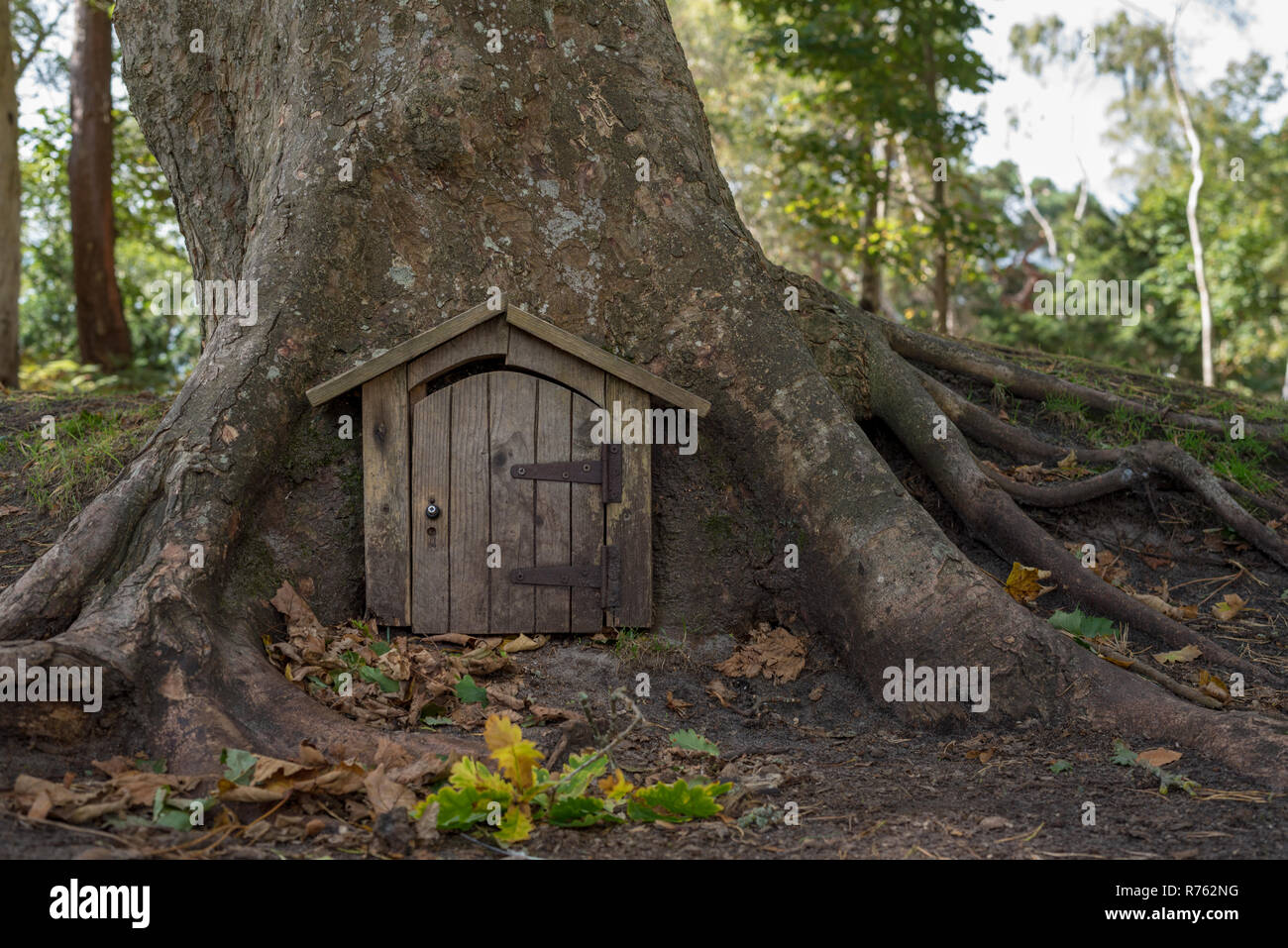 Secret doorway in tree trunk in the forest Stock Photo