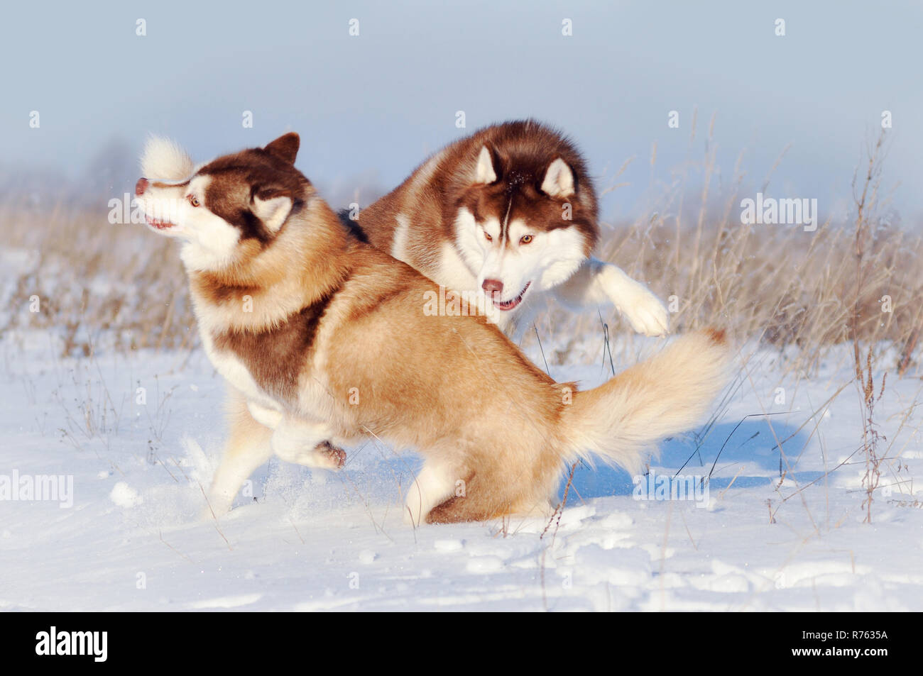 Two red and white siberian huskies dogs playing having fun in