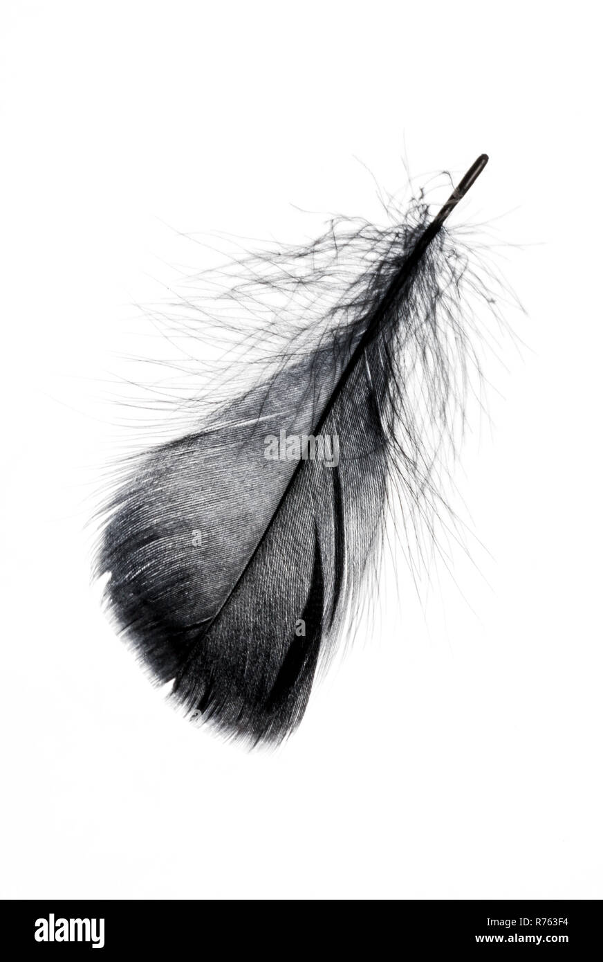 Single black floating feather on white background. Stock Photo