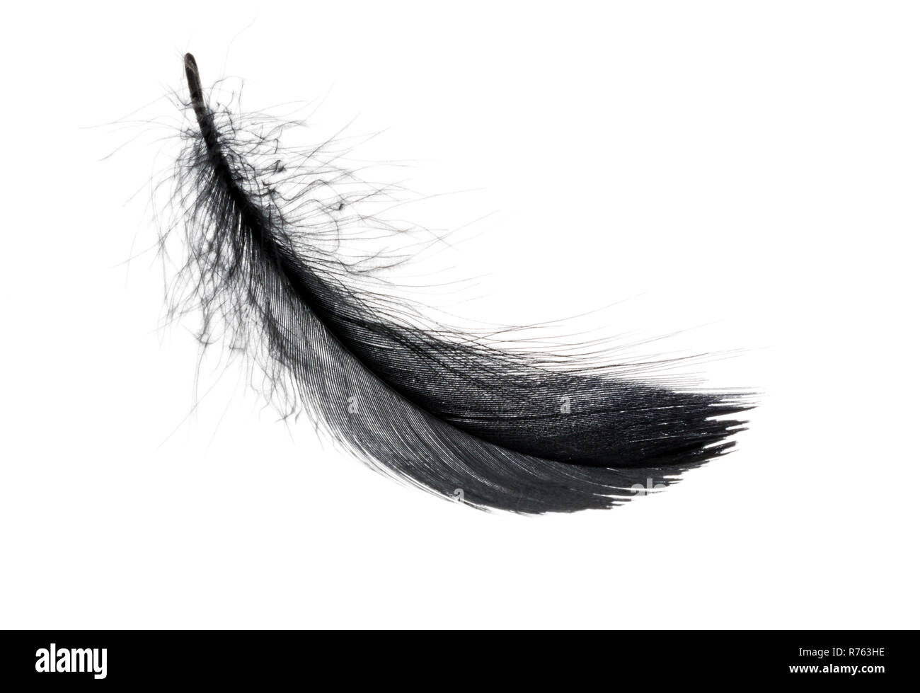 Single Black Floating Feather On White Background Stock Photo