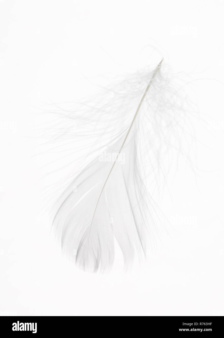 Detail of a delicate white feather Stock Photo