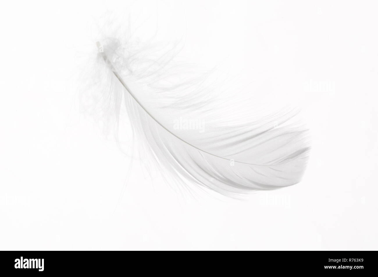 Detail of a delicate white feather Stock Photo