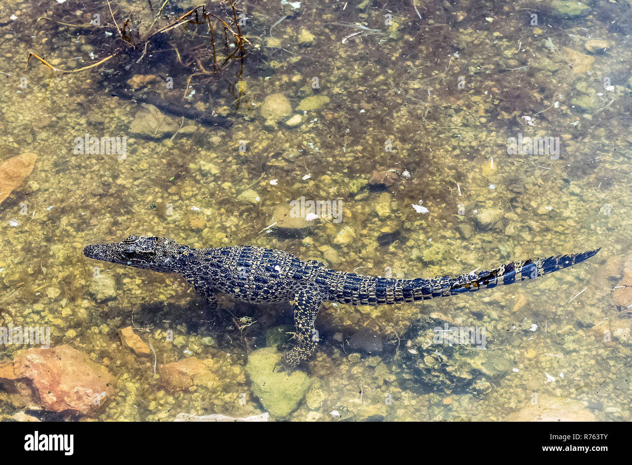 Swimming Cuban crocodile (Crocodylus Rhombifer) is a small species of