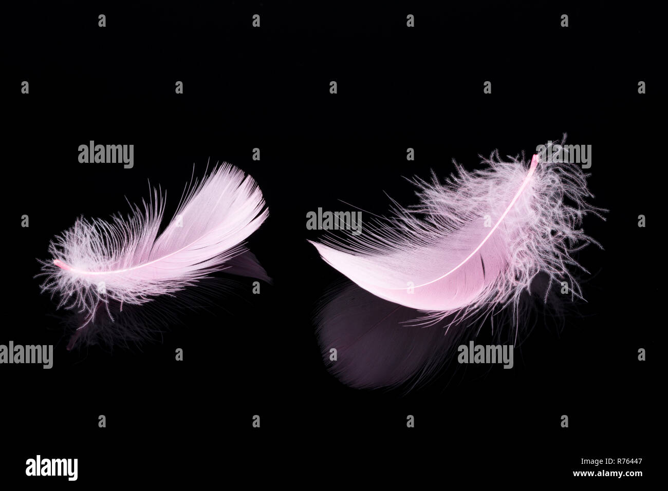 Pink feather isolated on black background Stock Photo