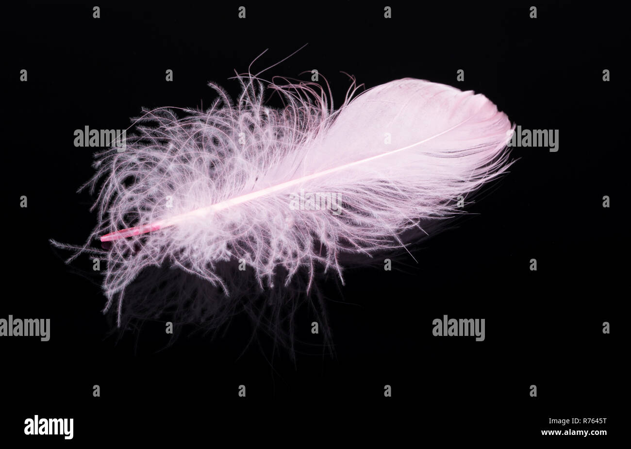 Pink feather isolated on black background Stock Photo