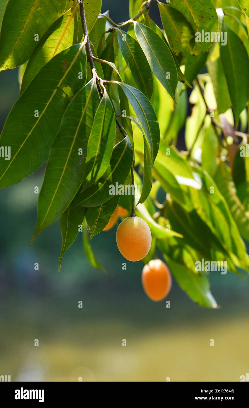 Plum Mango Stock Photos & Plum Mango Stock Images Alamy