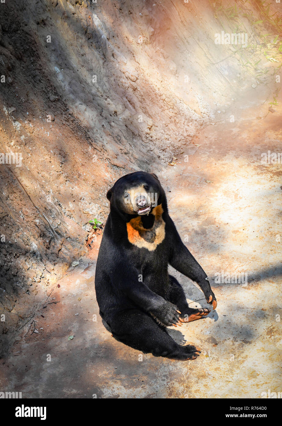 Malayan sun bear sitting helarctos hi-res stock photography and images ...