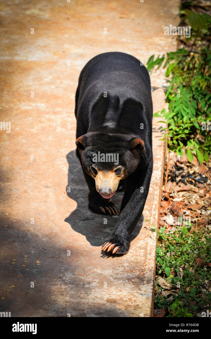 black sun bear walking / malayan sun bear on summer in the national