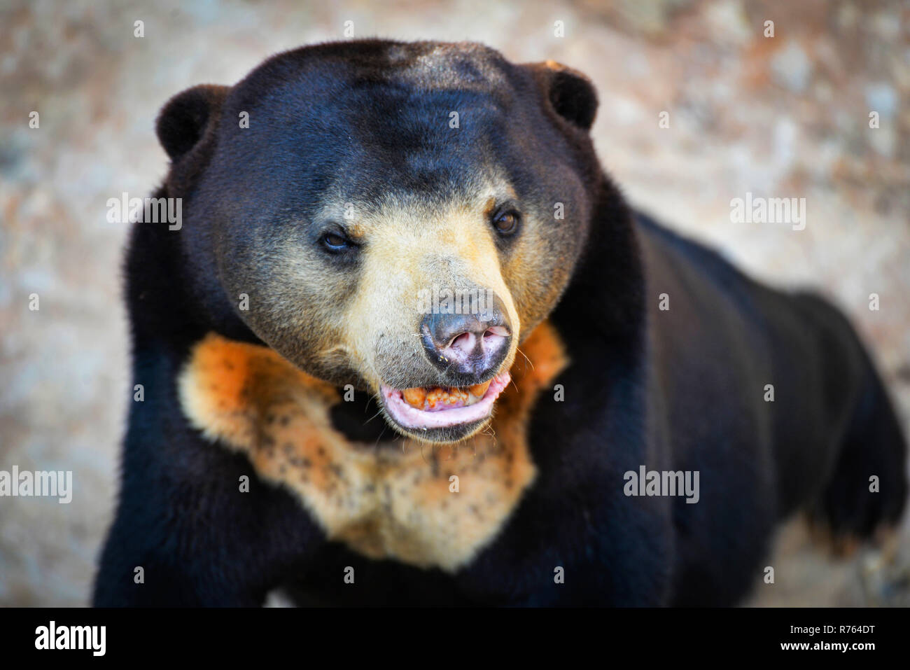 black sun bear standing / close up malayan sun bear on summer in the national park - Helarctos malayanus Stock Photo
