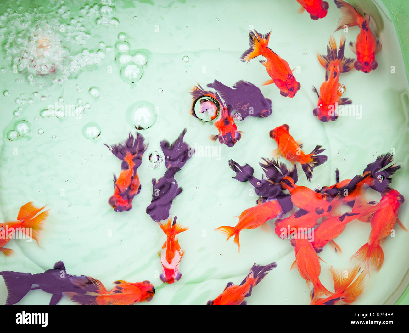 goldfish swimming in pond / colorful goldfish orange and multi color ...