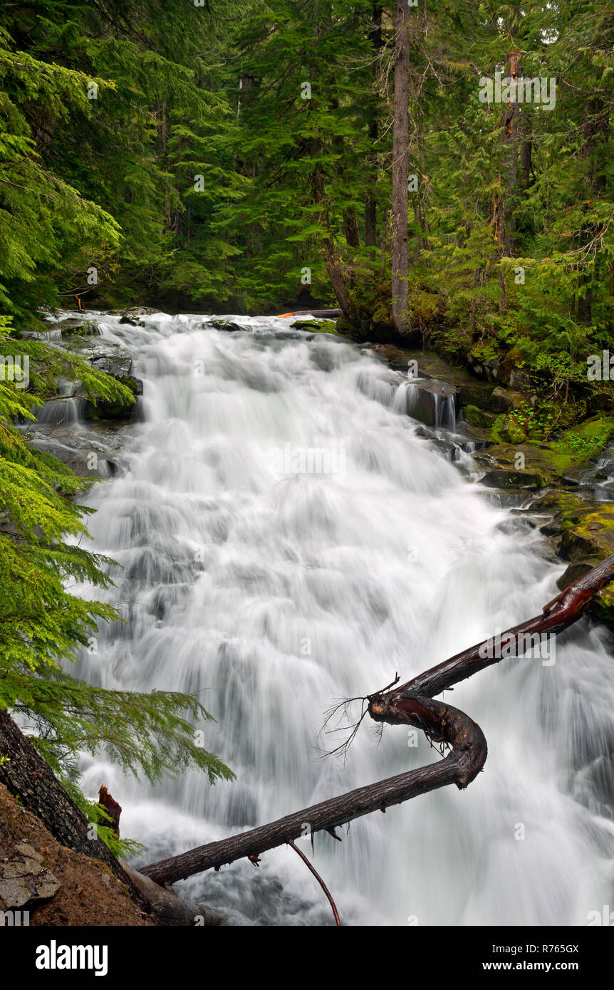 WA15462-00...WASHINGTON - Madcap Falls on the Paradise River viewed from the Wonderland Trail in Mount Rainier National Park. Stock Photo